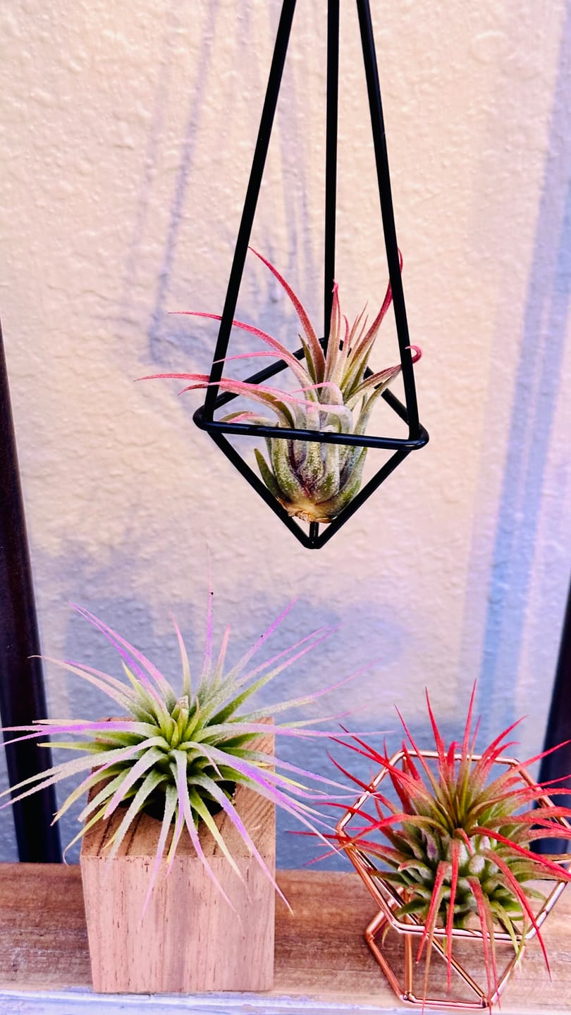Customer photo review of Ionantha Lavender