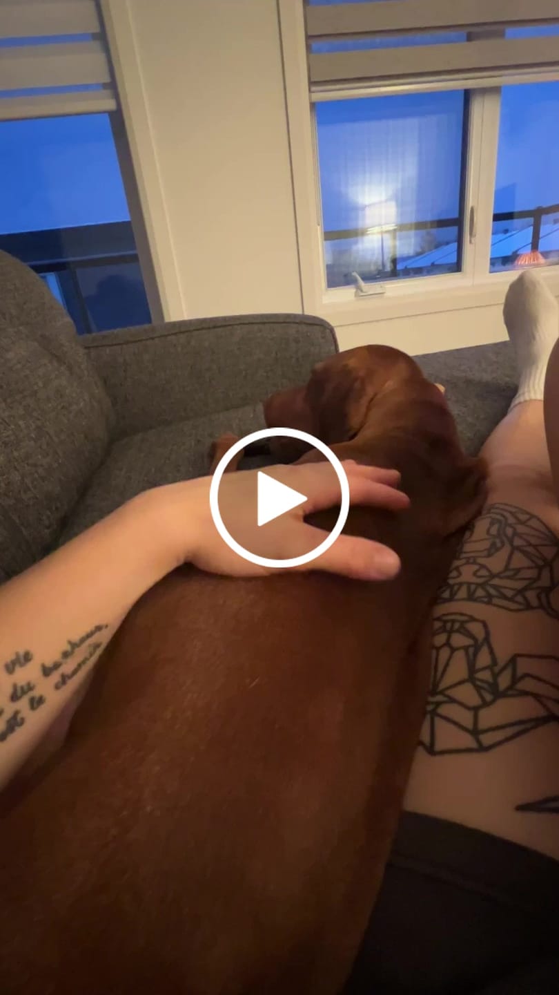 Customer video review of 12 Inch Braided Jerky Stick