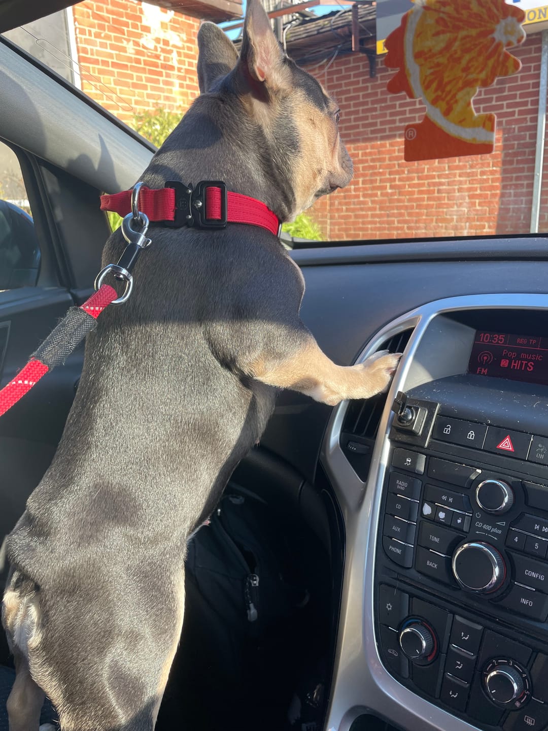 Customer photo review of 2.5cm Combat® Collar | With Handle & Rated Clip - Pink v2.0