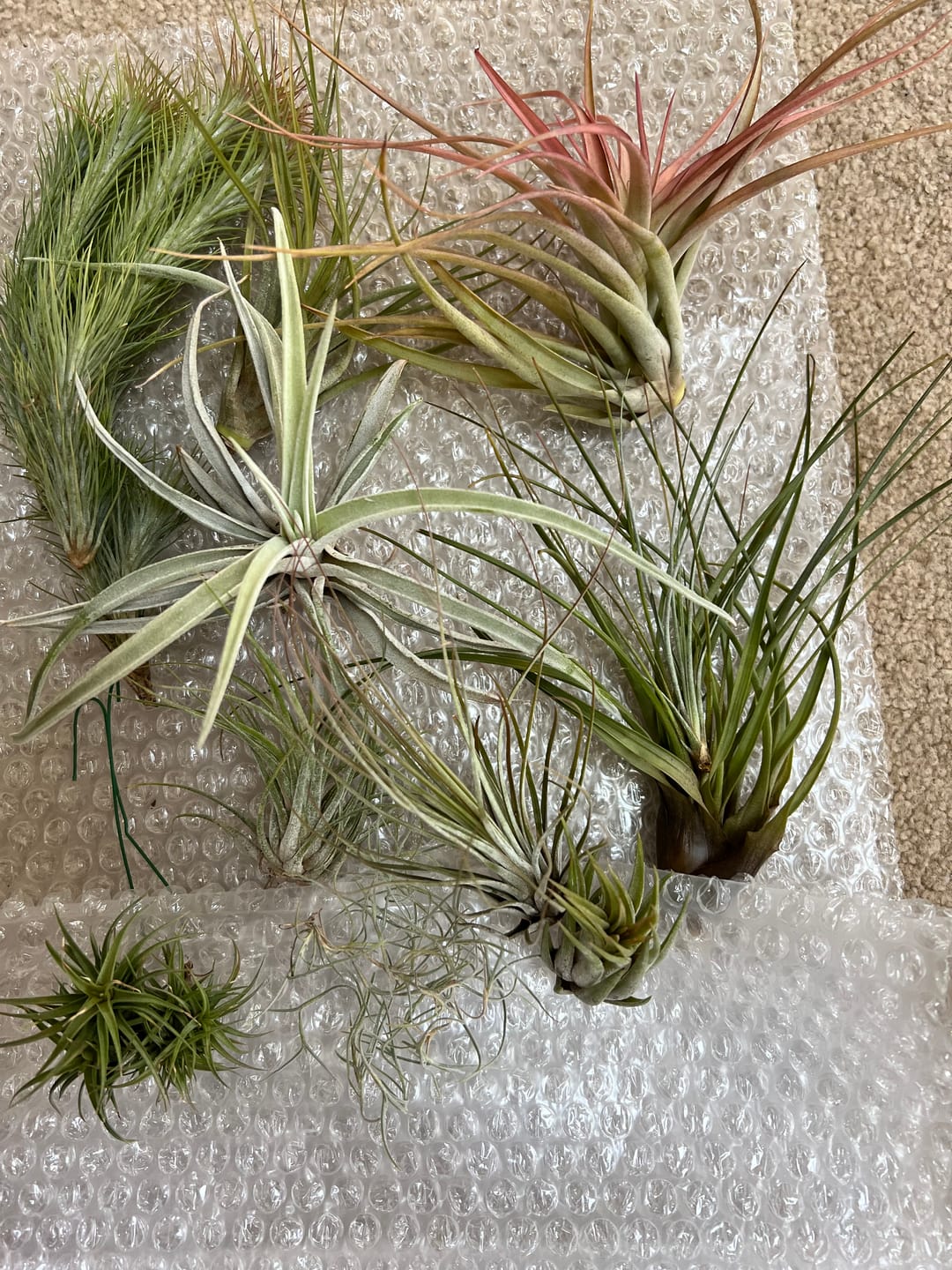 Customer photo review of Large Air Plants Mystery Box