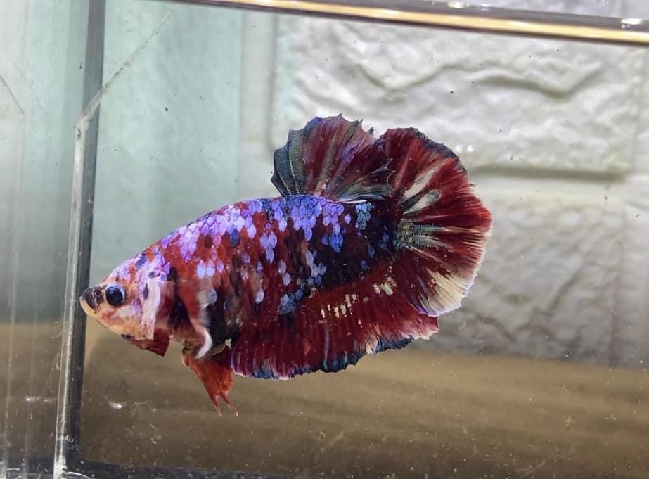 Customer photo review of Koi Red Galaxy Male Betta Fish High Grade | Buy 4 Get 1 Free | Mystery Betta