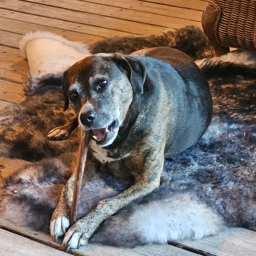 Customer photo review of 12" Mega Monster Bully Stick