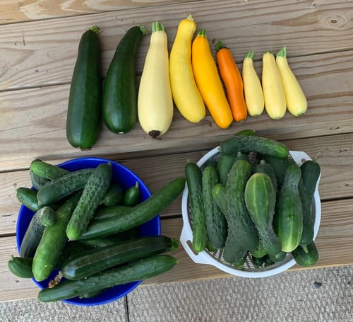 Customer photo review of Botanical Interest Gift Cards (Digital) -CS