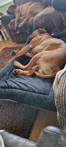 Customer photo review of Black & Grey Reversible Pad