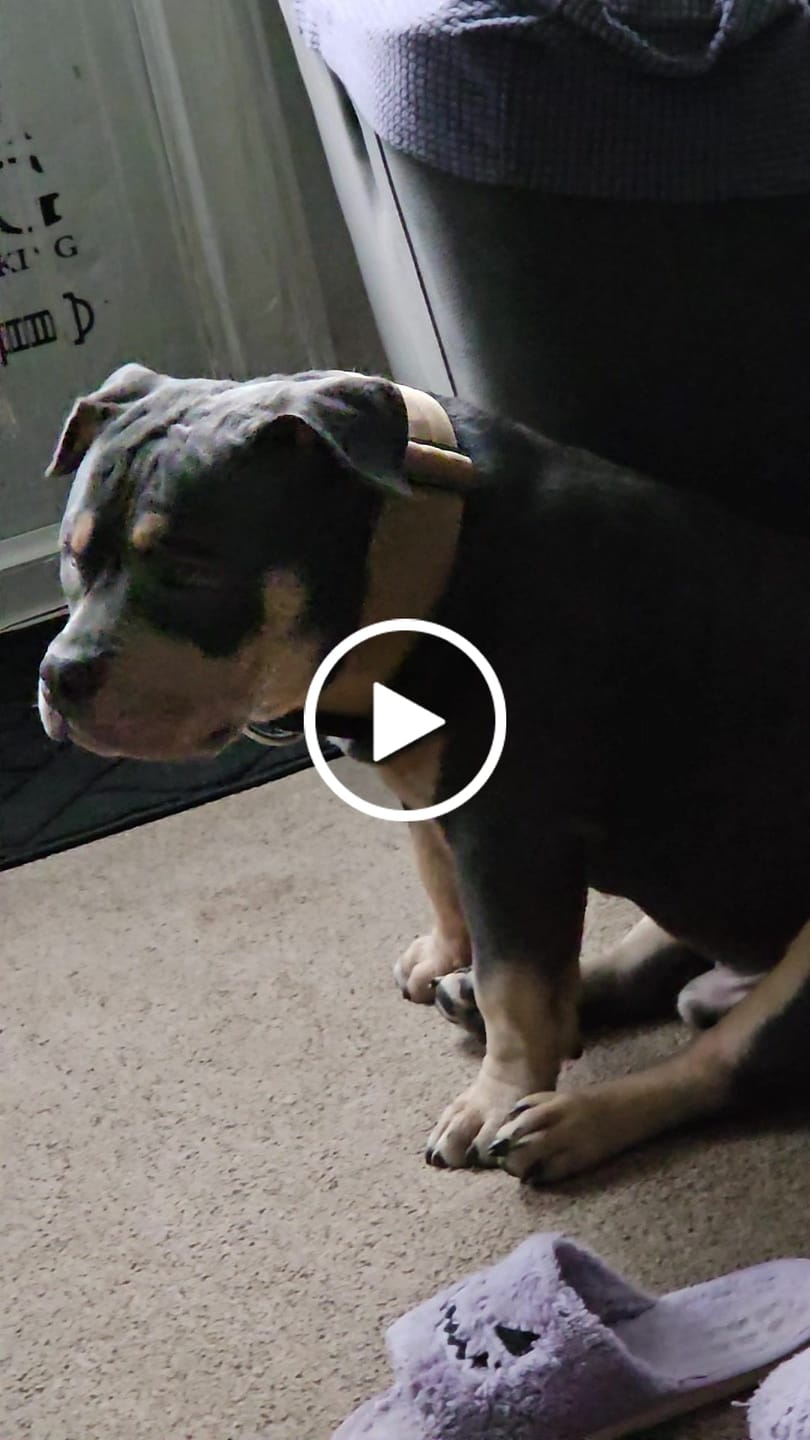 Customer video review of 5cm Combat® Collar | With Handle & Rated Clip - Military Tan v2.0