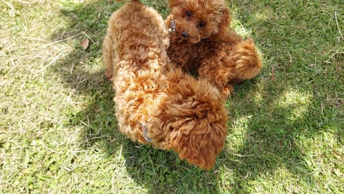 Customer photo review of DoggieBalm Natural Manuka & Hemp Shampoo and Conditioner