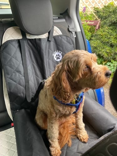 Customer photo review of Car Seat Cover
