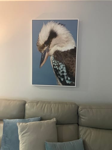 Customer photo review of Kookaburra's Focus