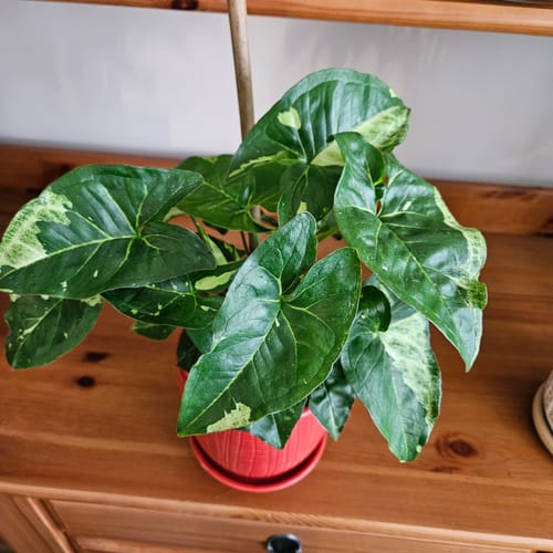 Customer photo review of Syngonium Panda Galaxy