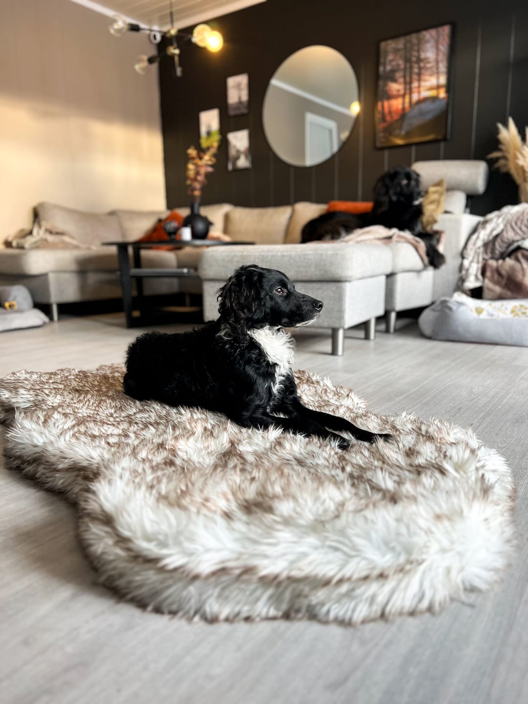 Customer photo review of ComfyRug Original - Hundeseng med premium memory foam