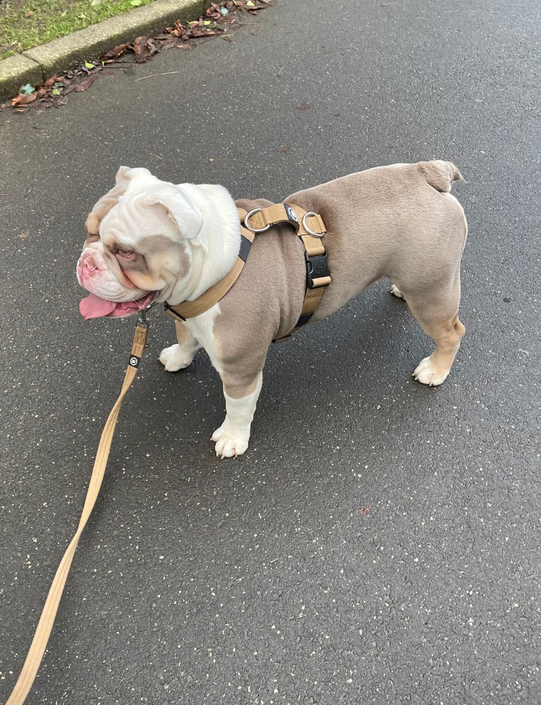 Customer photo review of Double Ended Training Lead | All Breeds - Durable & Soft 2m Lead - Military Tan