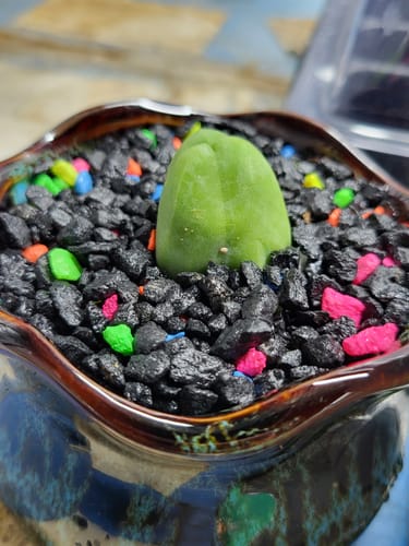 Customer photo review of Penis Cactus | Short Form | Trichocereus bridgesii monstrose