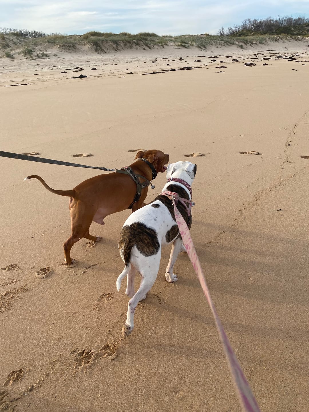 Customer photo review of Canine Joint Plus™️ 500g