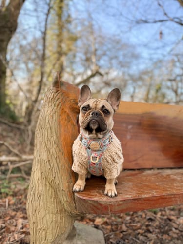 Customer photo review of Tough Trails™ Harness - Winnie The Pooh