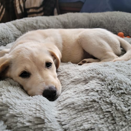 Customer photo review of Cama Antiestrés Para Perros