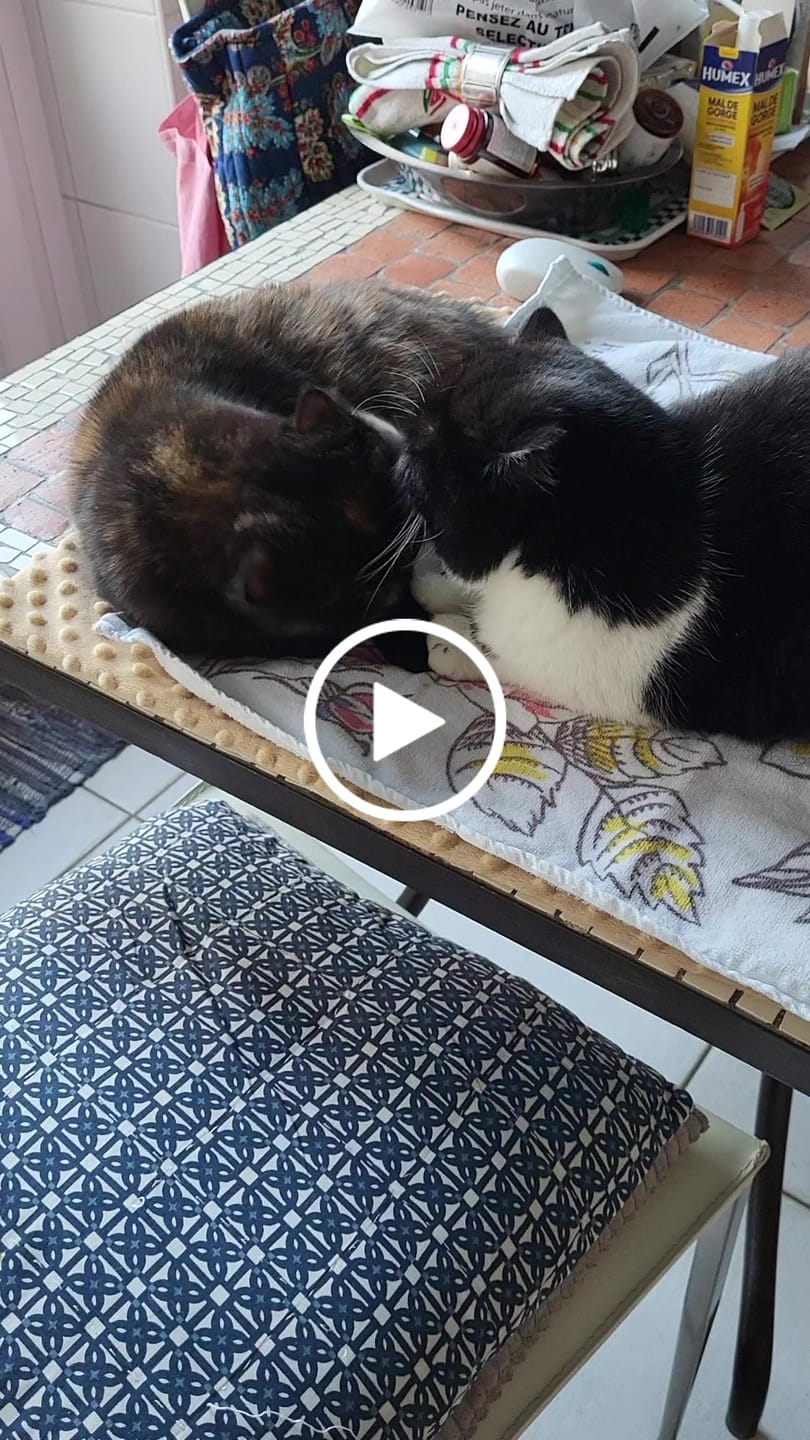 Customer video review of Pâtées riches en bœuf & aux courgettes (chat stérilisé et chat adulte)