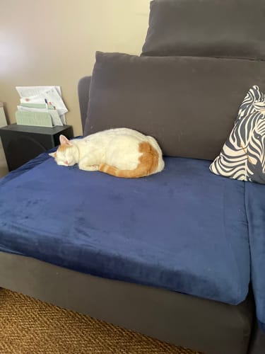 Customer photo review of Housse Coussin d'Assise Canapé Velours Bleu Marine