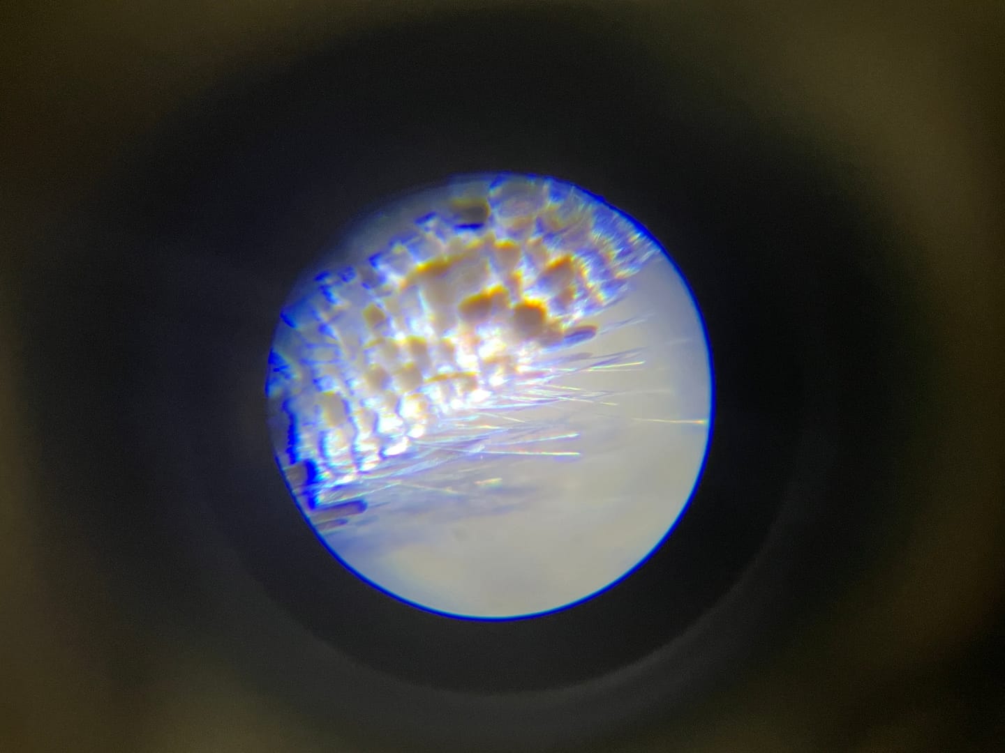Customer photo review of The WonderScope