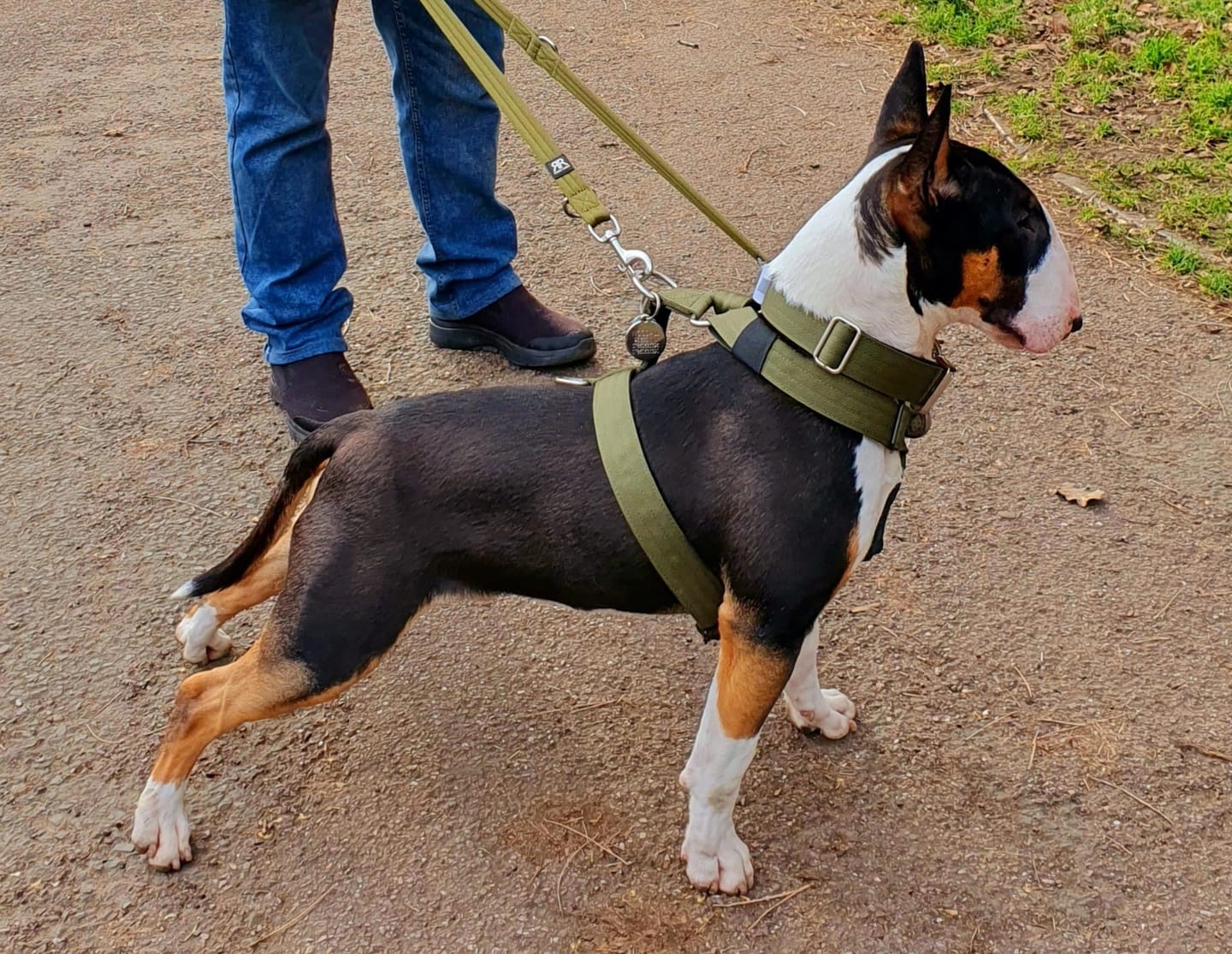 Customer photo review of TRI-Harness® | Anti-Pull, Adjustable & Durable - Dog Trainers Choice - Red v2.0