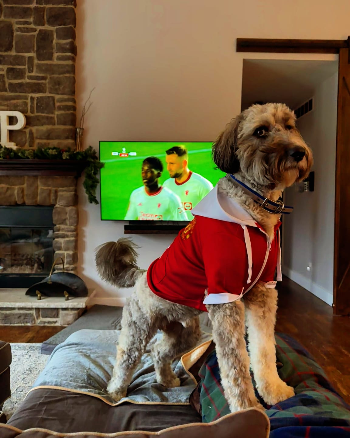 Customer photo review of Manchester United Dog Hoodie