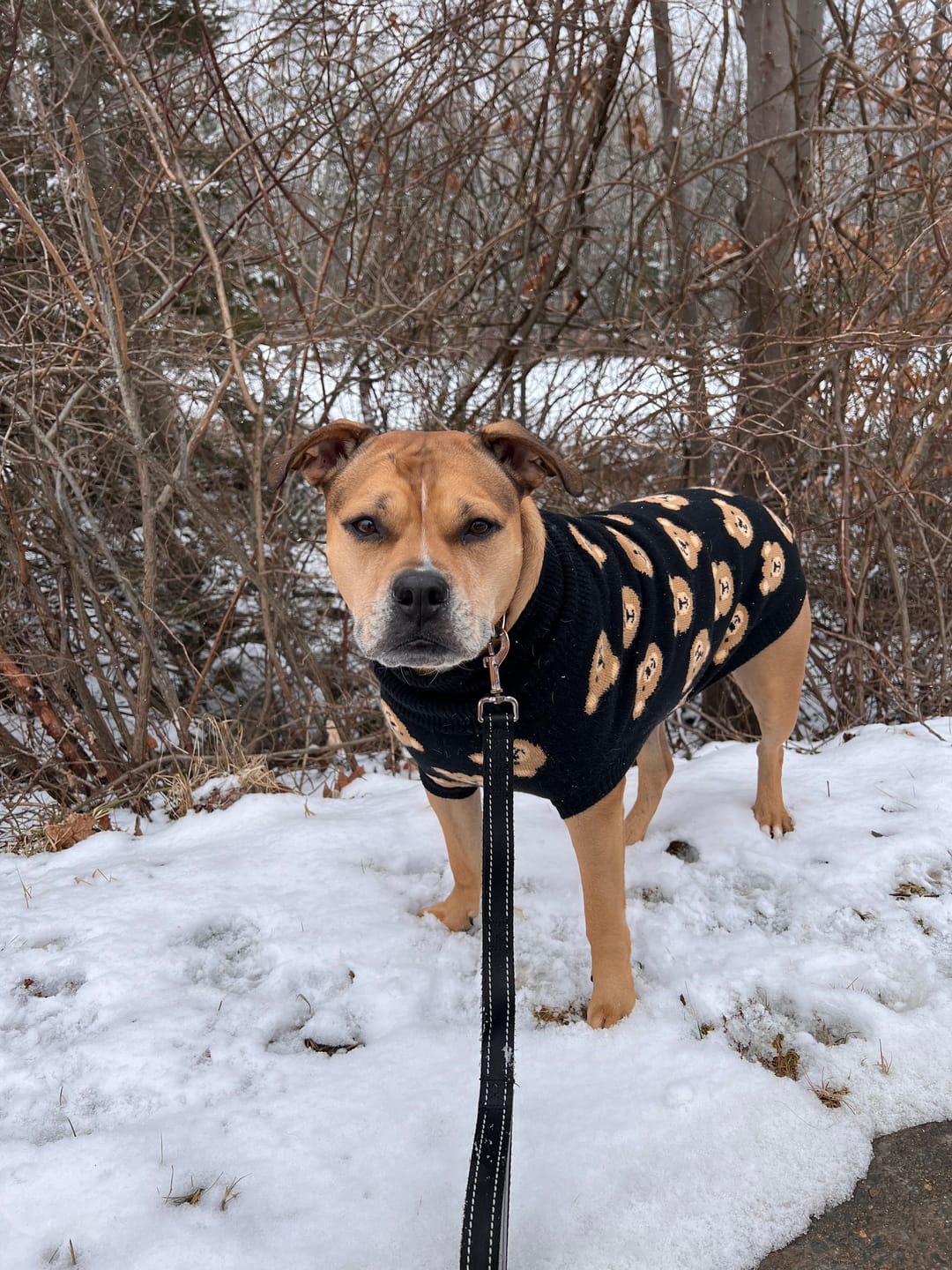 Customer photo review of Broken Teddy Bear Knit Dog Sweater - Black