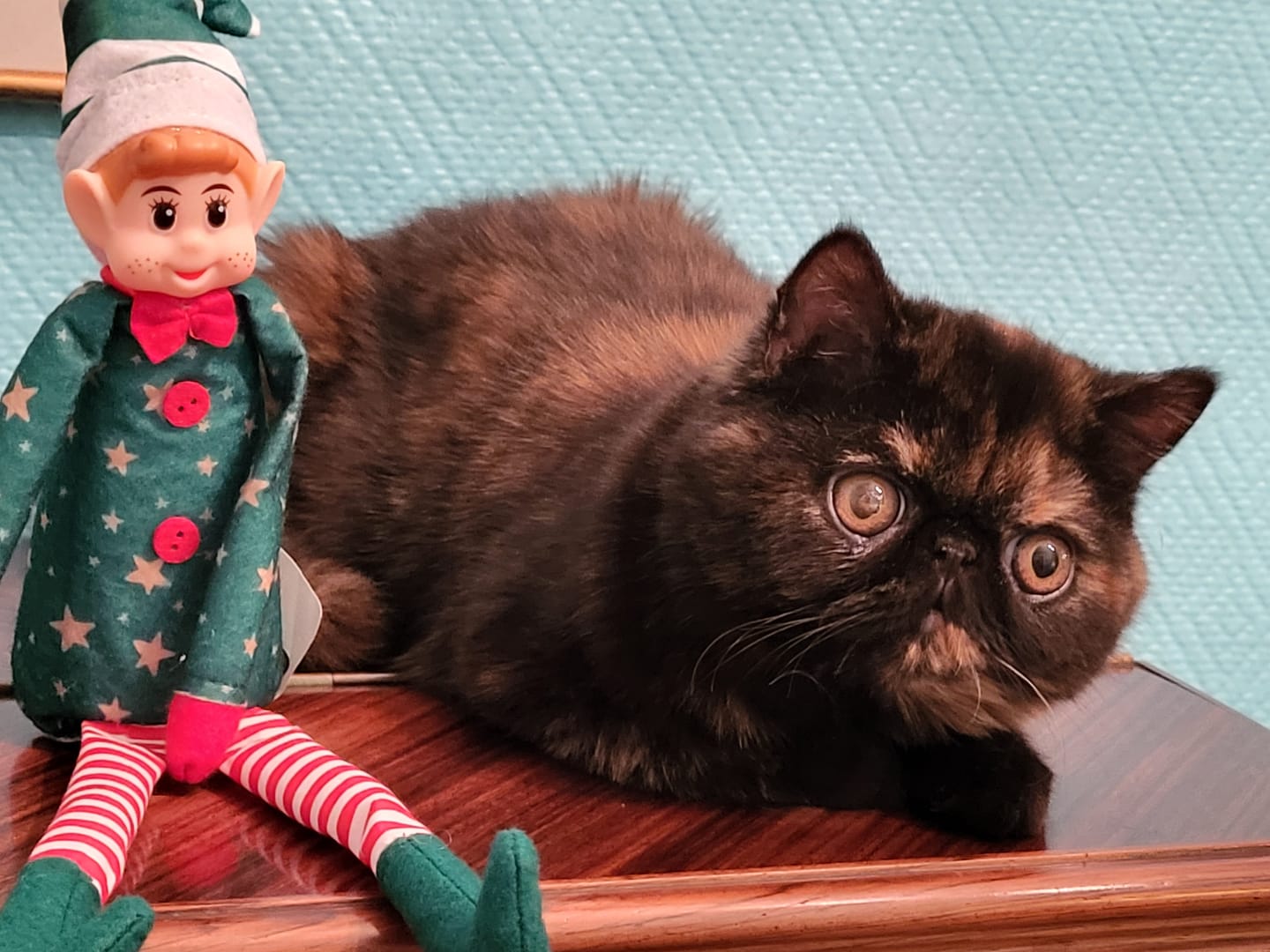 Customer photo review of Mousses riches en saumon & aux carottes (chaton)