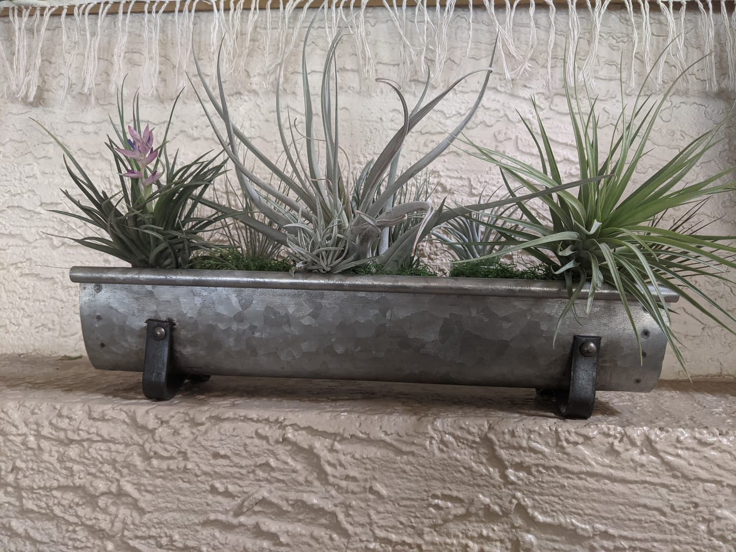Customer photo review of 10 Pack Premium Air Plants Mix  *Cannot Be Shipped Internationally*