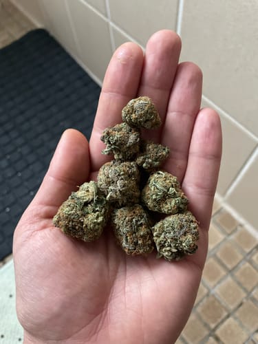 Customer photo review of Amnesia Haze - 13 % Cannabinoide (5% D9THCP)