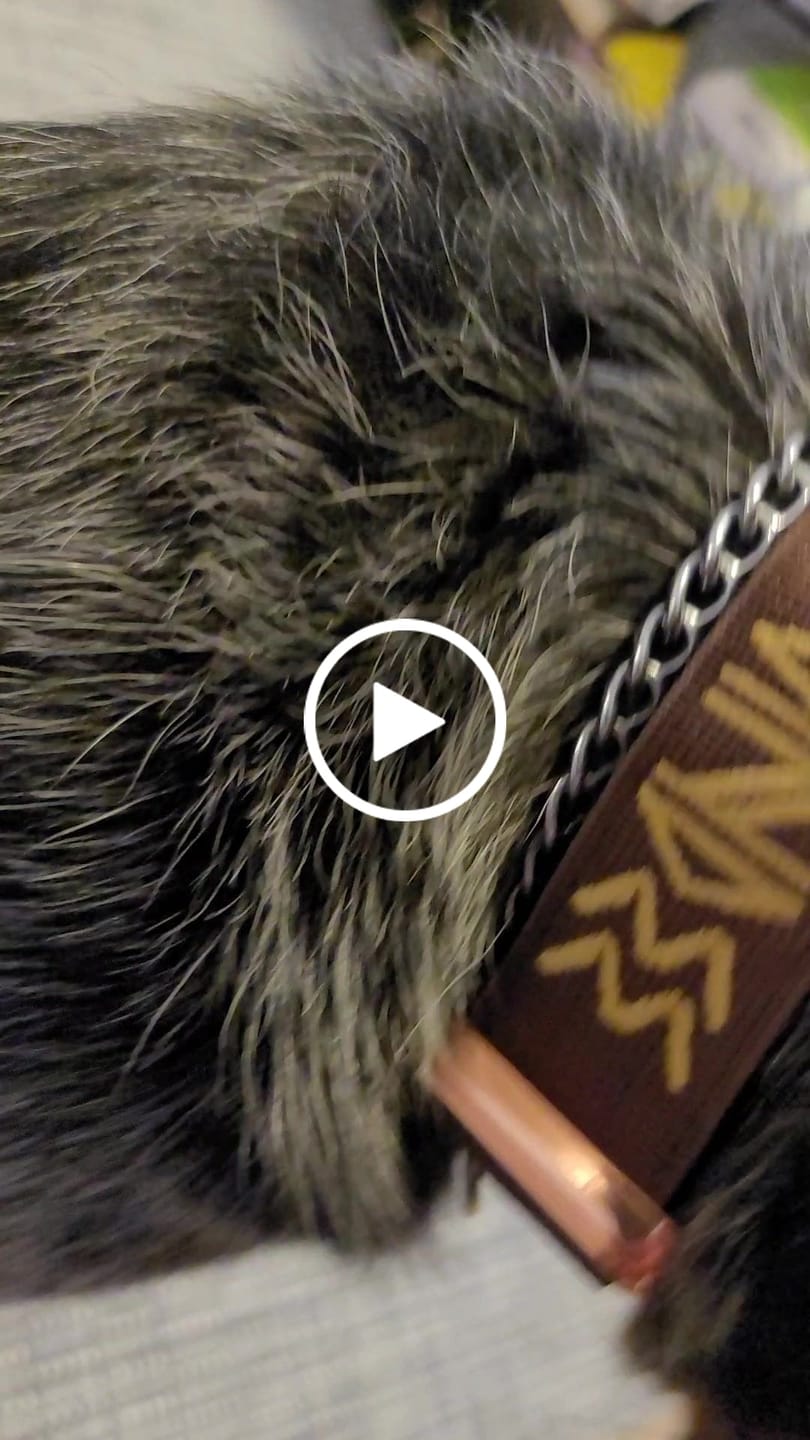Customer video review of 1.5" Tacti Dog Collar Slim Luxe - Rose Gold - Chocolate