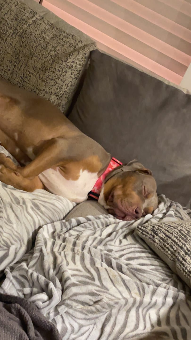 Customer photo review of 5cm Combat® Collar | With Handle & Rated Clip - Bubblegum v2.0