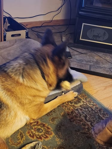 Customer photo review of Ostrich Cane (Medium) . Long-lasting, Natural Dog Gnaw Treat by Savannah Pet Food