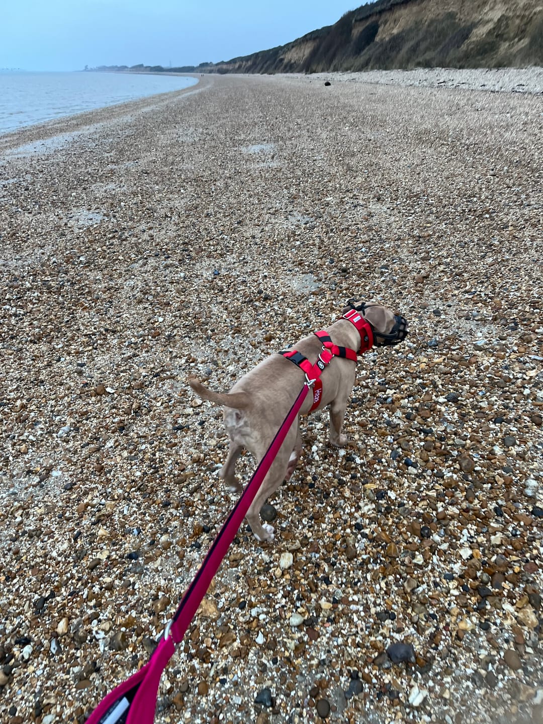 Customer photo review of TRI-Harness® | Anti-Pull, Adjustable & Durable - Dog Trainers Choice - Red v2.0