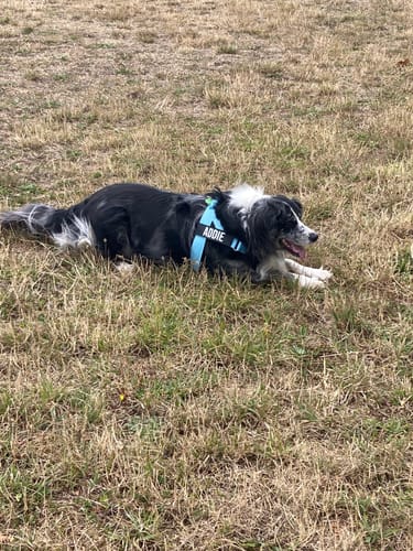 Customer photo review of Dog Harness