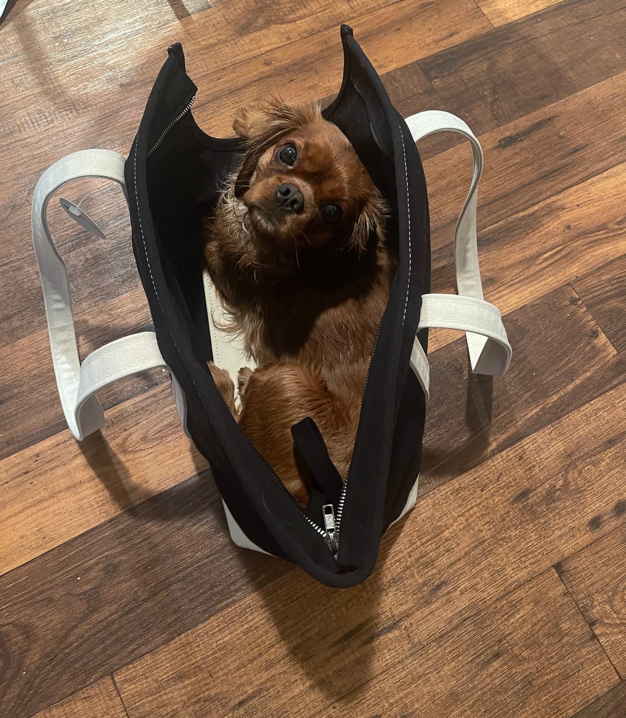 Customer photo review of Boat Canvas Zipper Tote - Various Colors