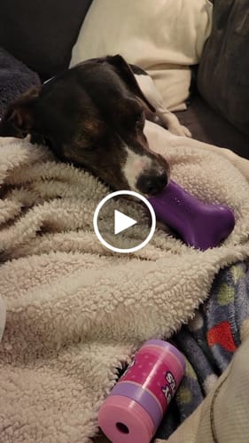 Customer video review of Bone Refills Dog Meat 90 Grams (4 Pack)®