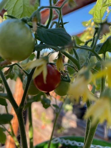 Customer photo review of Cherry Falls Bush Cherry Tomato Seeds