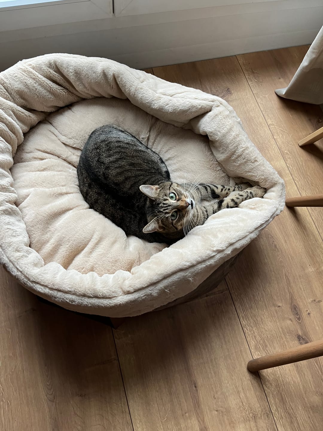 Customer photo review of Orthopädischer Hundekorb "Easy"