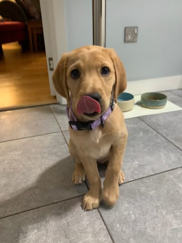 Customer photo review of Collar Lucky Dip