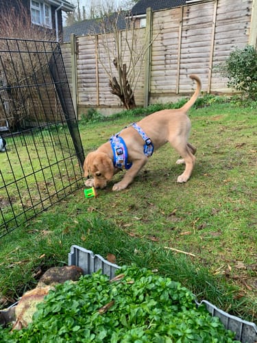 Customer photo review of Adjustable Harness Lucky Dip