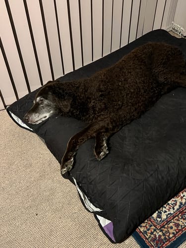 Customer photo review of Orthopaedic Memory Foam Bed