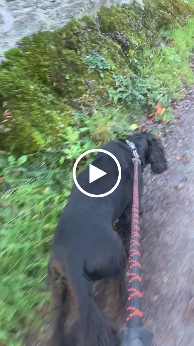 Customer video review of Comfort Rope Lead | SCREW Lock | Black with Orange Stripes | 48in / 120cm