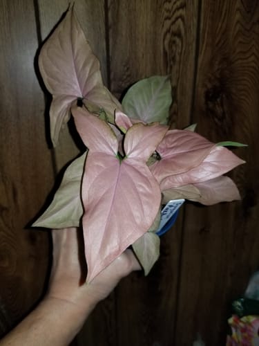 Customer photo review of Syngonium Pink Perfection