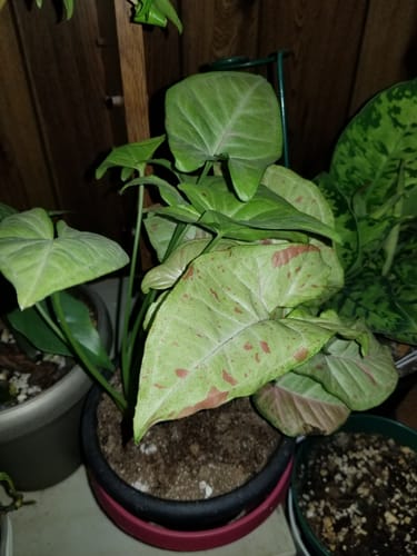 Customer photo review of Syngonium Confetti