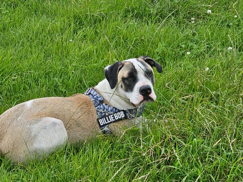Customer photo review of Dog Harness