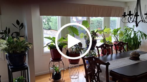 Customer video review of SmartWings Motorized Zebra Shades 60% Blackout Translucent 75mm Eloise