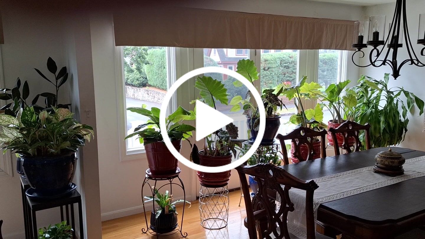 Customer video review of SmartWings Motorized Zebra Shades 60% Blackout Translucent 75mm Eloise