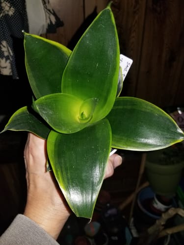 Customer photo review of Sansevieria Hahnii 'Emerald Star'