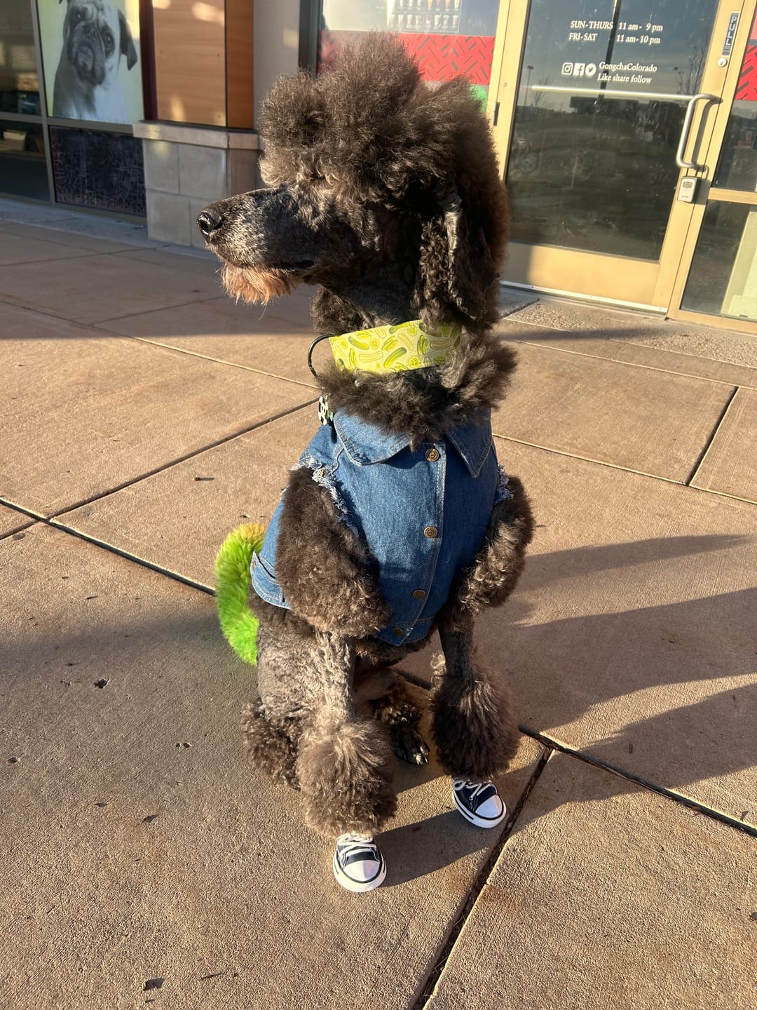 Customer photo review of Denim Dog Vest Raw Blue - Unpatched