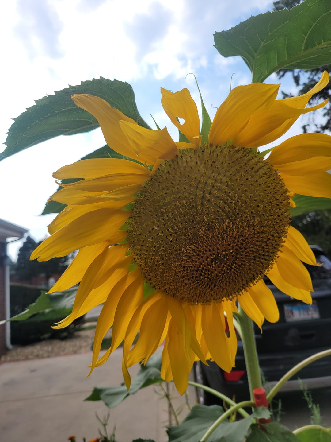 Customer photo review of Organic Grey Striped Mammoth Sunflower Seeds - Helianthus annuus