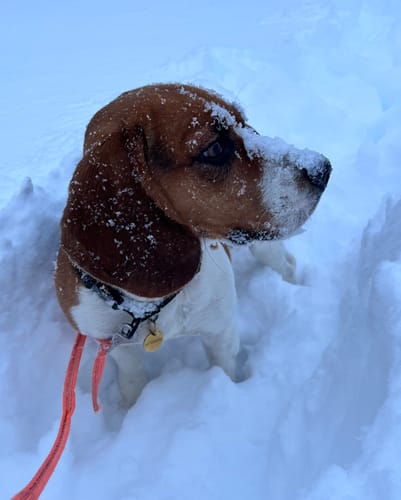 Customer photo review of Keepaws™ Tactical AirTag Collar